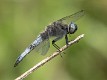 Libellula fulva male, profile